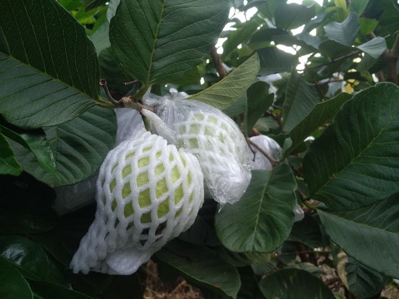 番石榴无籽少核红宝石芭乐当季现果基地直发