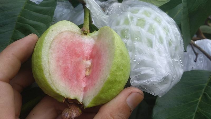 番石榴无籽少核红宝石芭乐当季现果基地直发