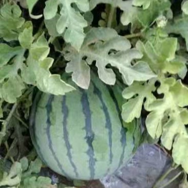 精品西瓜