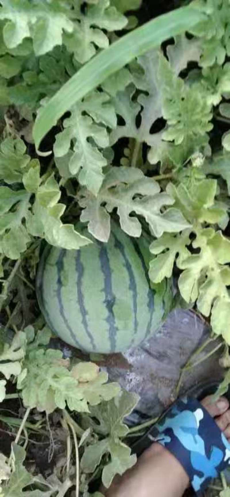 精品西瓜