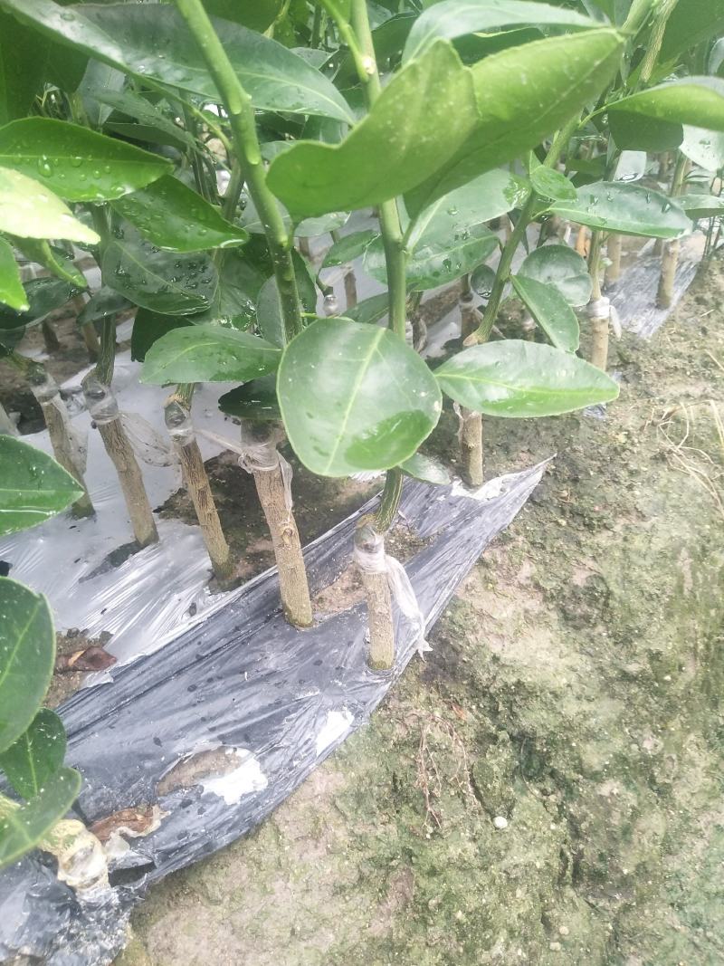 大叶枳壳(枳橙)头大果皇帝柑苗武鸣老板提供的枝条大果保证