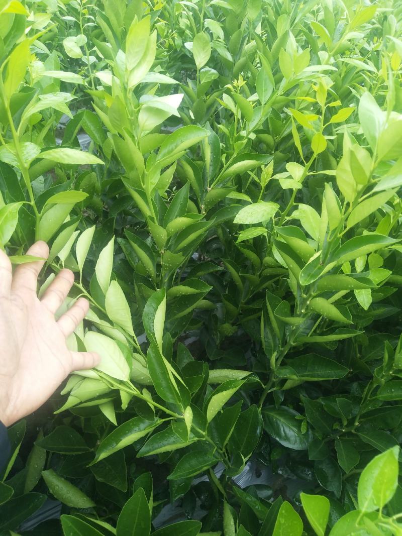 大叶枳壳(枳橙)头大果皇帝柑苗武鸣老板提供的枝条大果保证