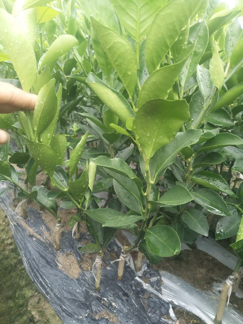 大叶枳壳(枳橙)头大果皇帝柑苗武鸣老板提供的枝条大果保证