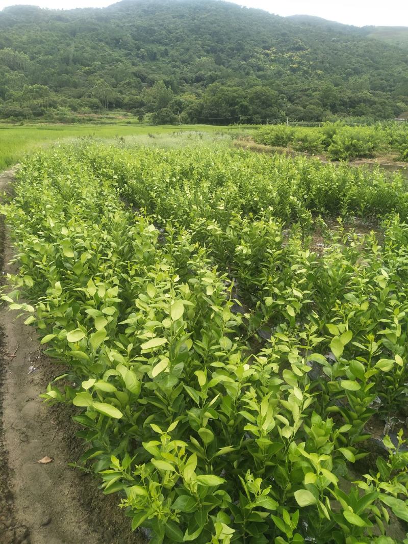 大叶枳壳(枳橙)头大果皇帝柑苗武鸣老板提供的枝条大果保证