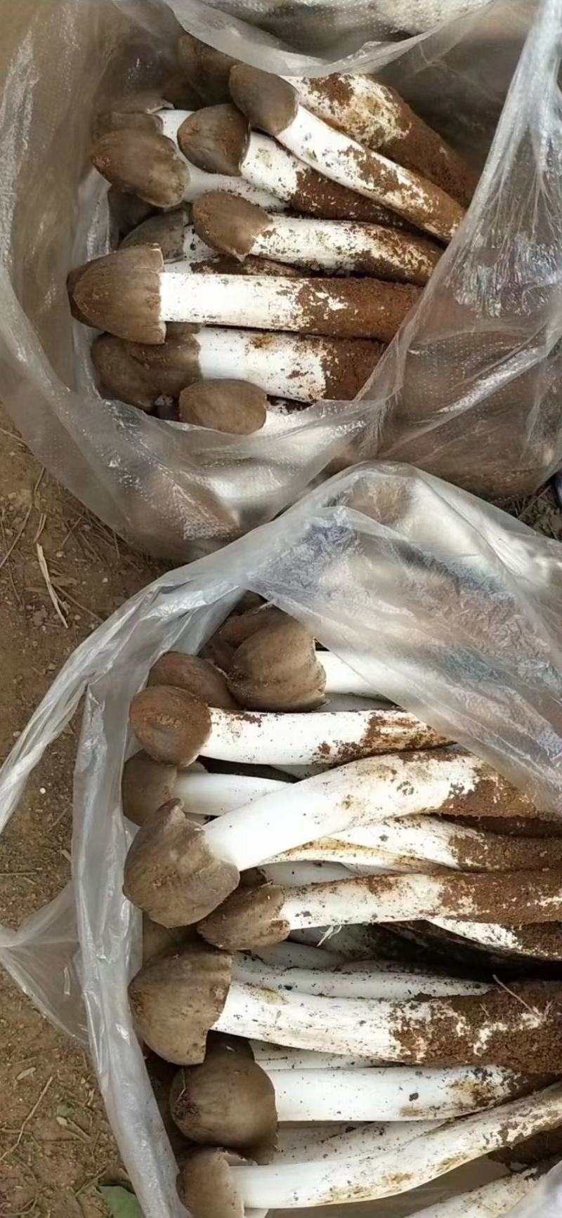鸡枞菌，三白菇，伞把菇，三塔菇，大自然的馈赠