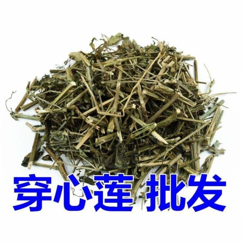 穿心莲冷背草药产地广西货好量大要多优惠