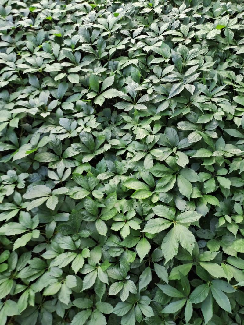 竹节参两年苗，非常漂亮
