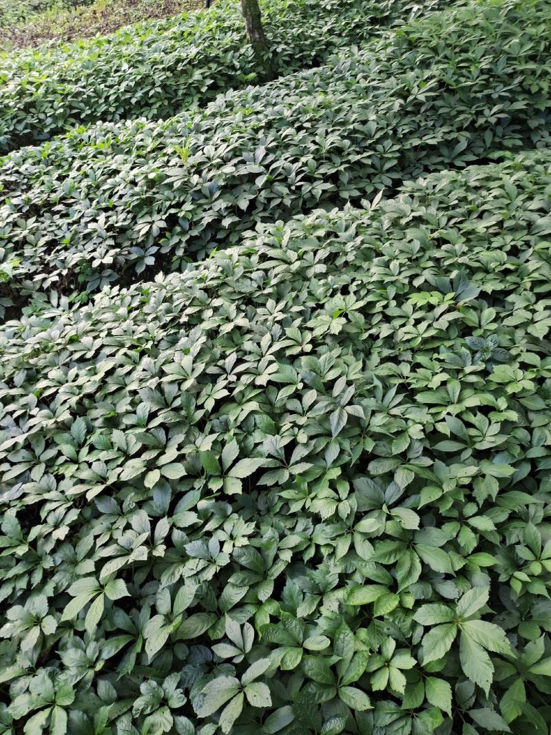 竹节参两年苗，非常漂亮