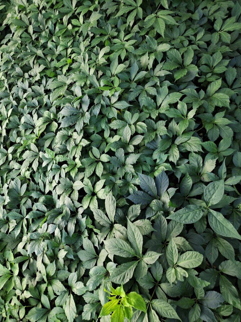 竹节参两年苗，非常漂亮