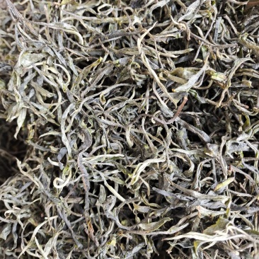 云南保山龙陵古树茶