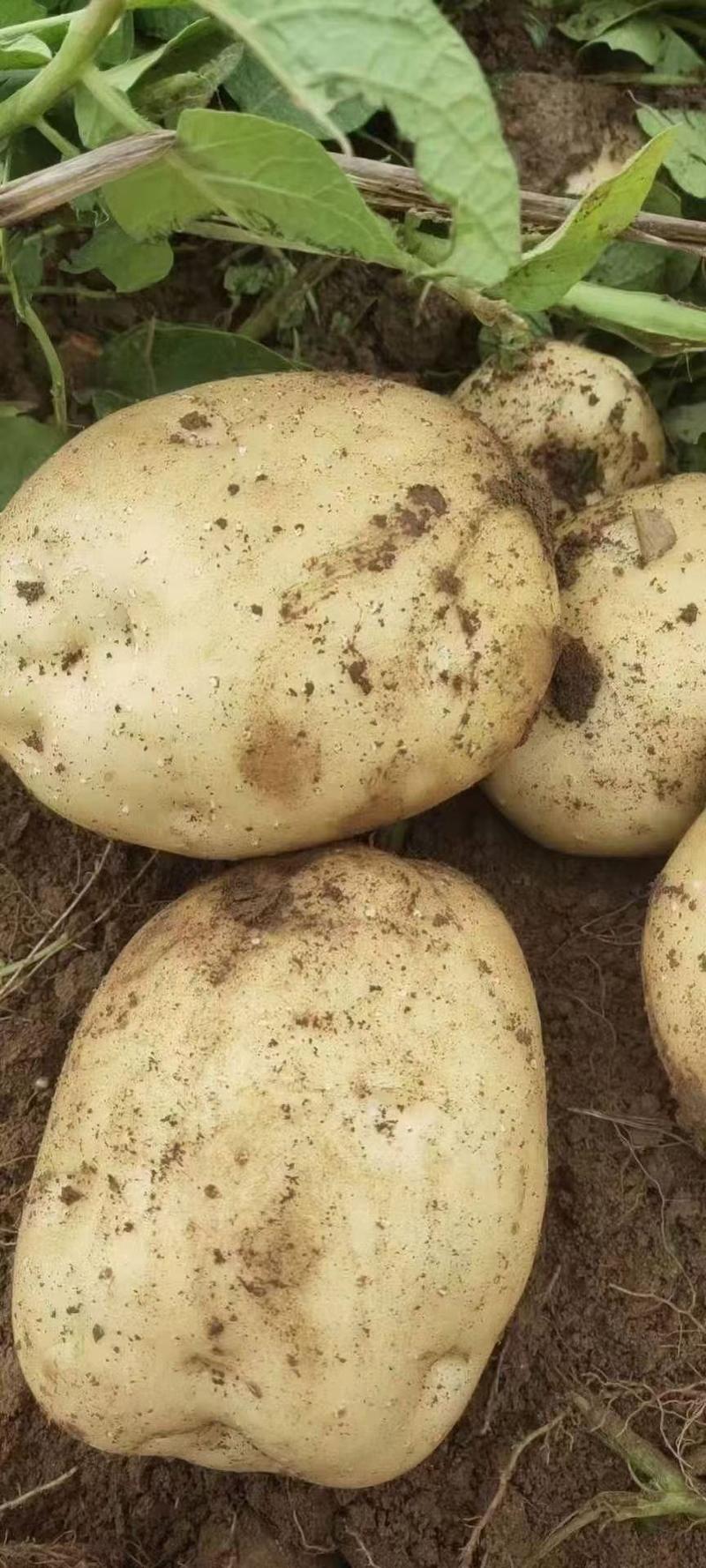 【黄心土豆】中暑五号土豆大量上市了个大皮毛亮主要以山地为主