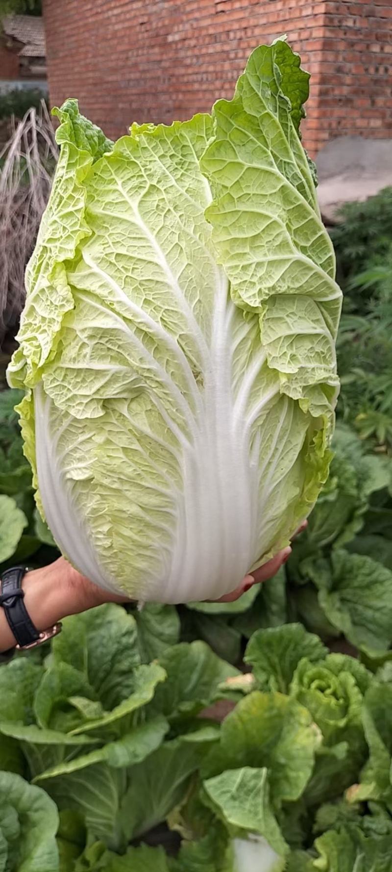 河北围场白菜大量上市，价格便宜