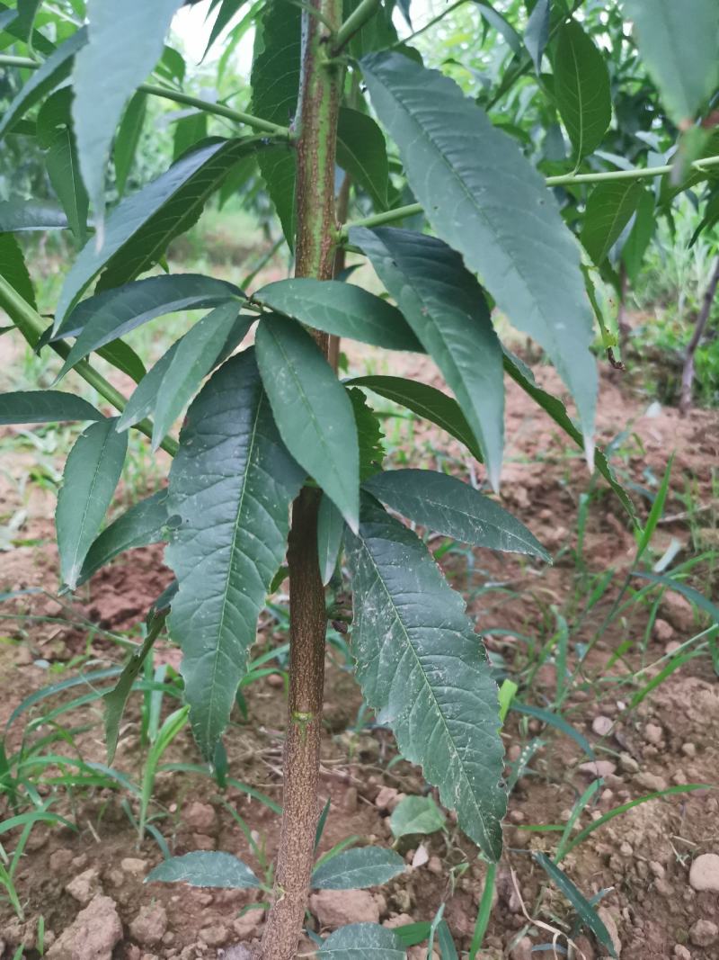 正宗朱砂红血桃树苗，量大品种齐全，诚信经营