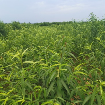 正宗朱砂红血桃树苗，量大品种齐全，诚信经营