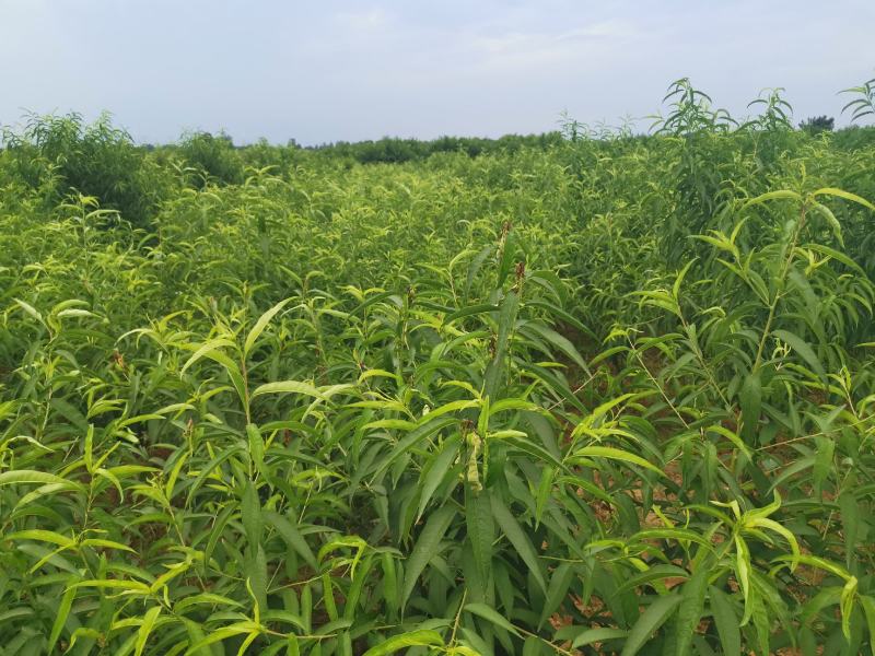 正宗朱砂红血桃树苗，量大品种齐全，诚信经营