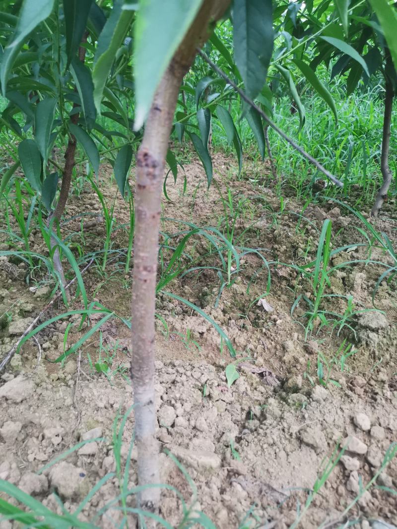 正宗朱砂红血桃树苗，量大品种齐全，诚信经营