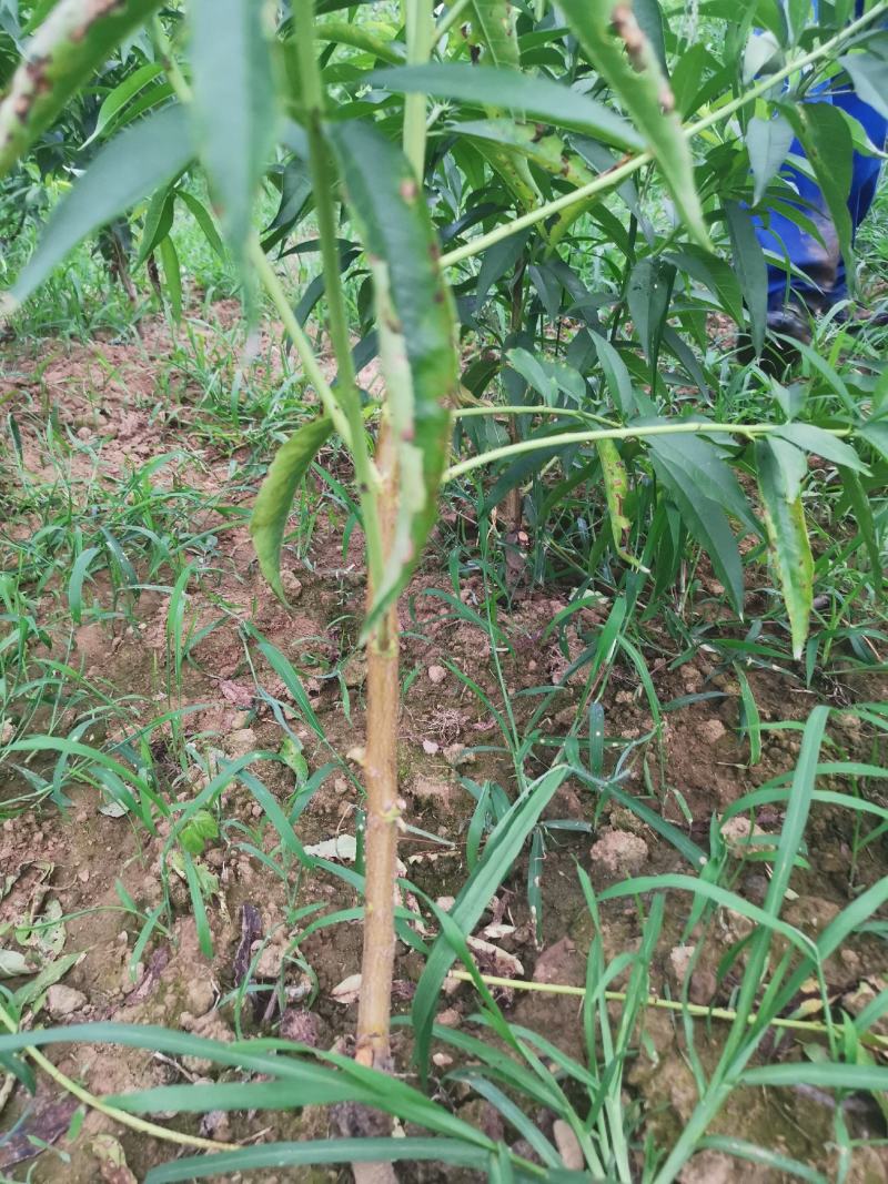 正宗朱砂红血桃树苗，量大品种齐全，诚信经营