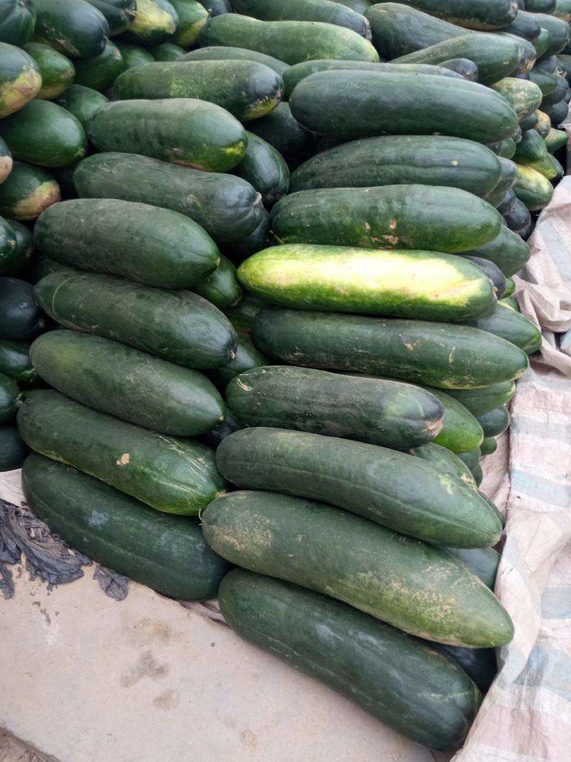 黑皮冬瓜，保质保量，诚信经营，各种规格，随行就市，