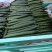 黄瓜密刺黄瓜大量上市货源充足视频看货量大从优欢迎咨询