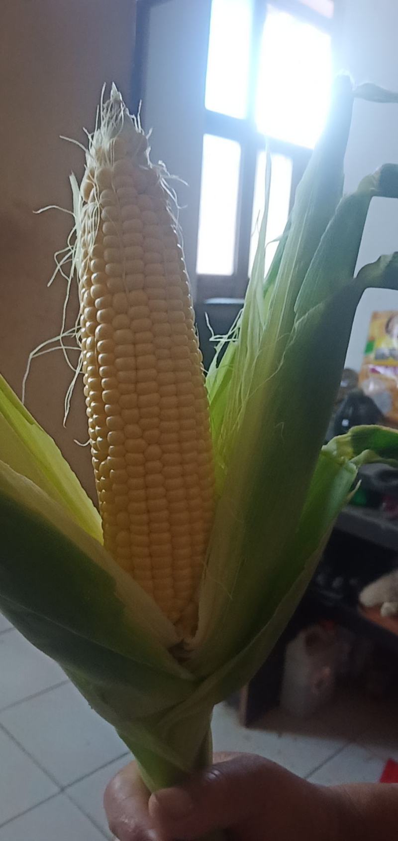 水果玉米