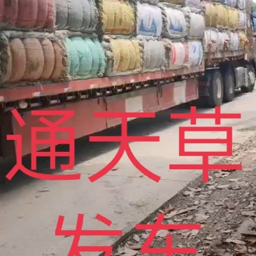 中药材通天草荸荠梗地栗梗基全人工凉晒一手货源可视频看货