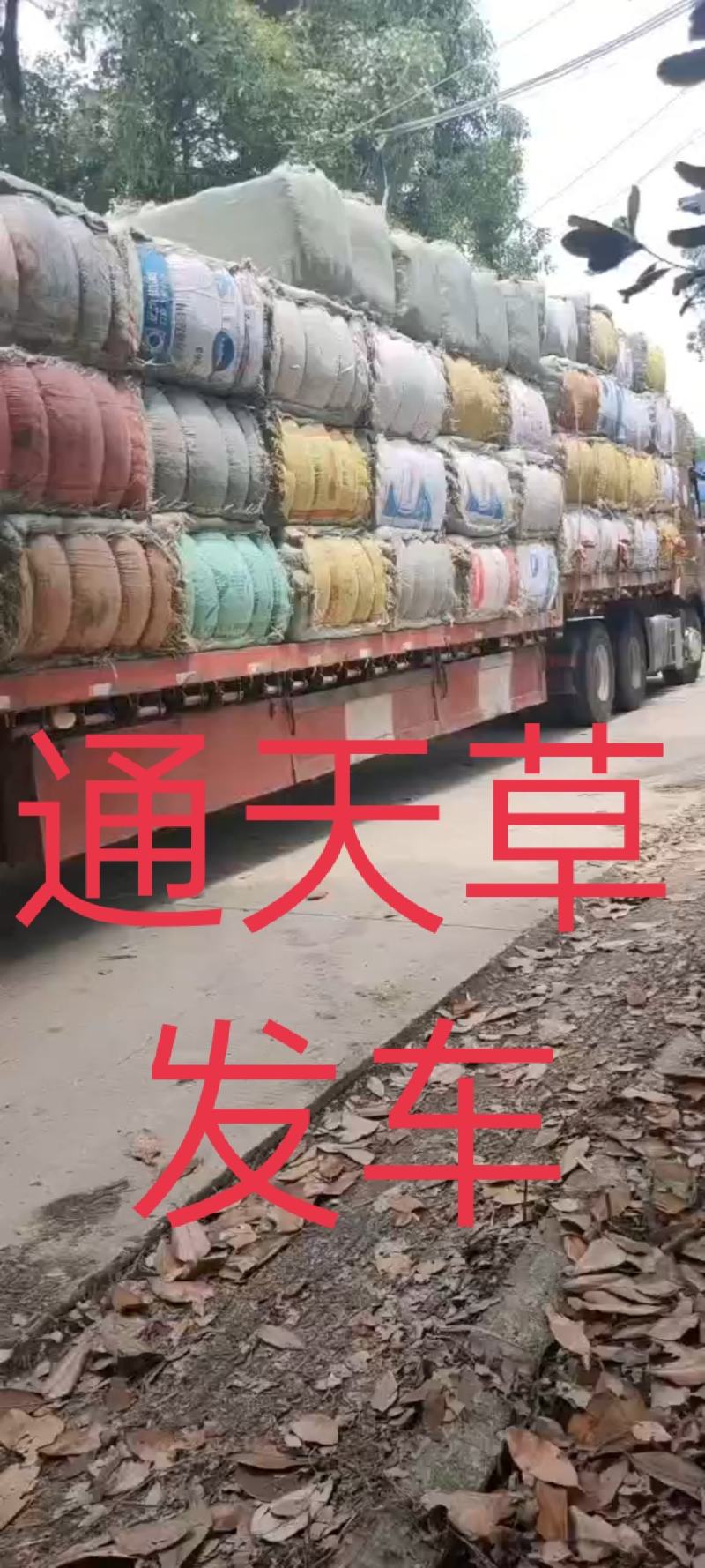 中药材通天草荸荠梗地栗梗基全人工凉晒一手货源可视频看货