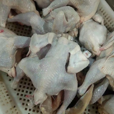 6两西装鸡