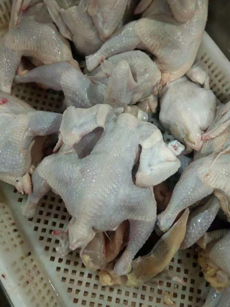 6两西装鸡