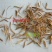 牧草种子老芒麦种子牛羊食用牧草成活率高提供视频看货