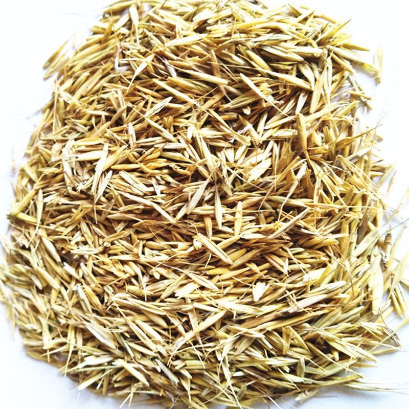 牧草种子老芒麦种子牛羊食用牧草成活率高提供视频看货