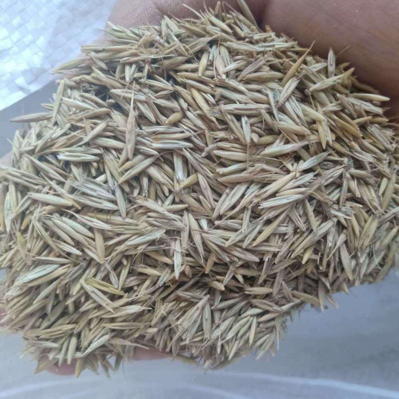 牧草种子老芒麦种子牛羊食用牧草成活率高提供视频看货