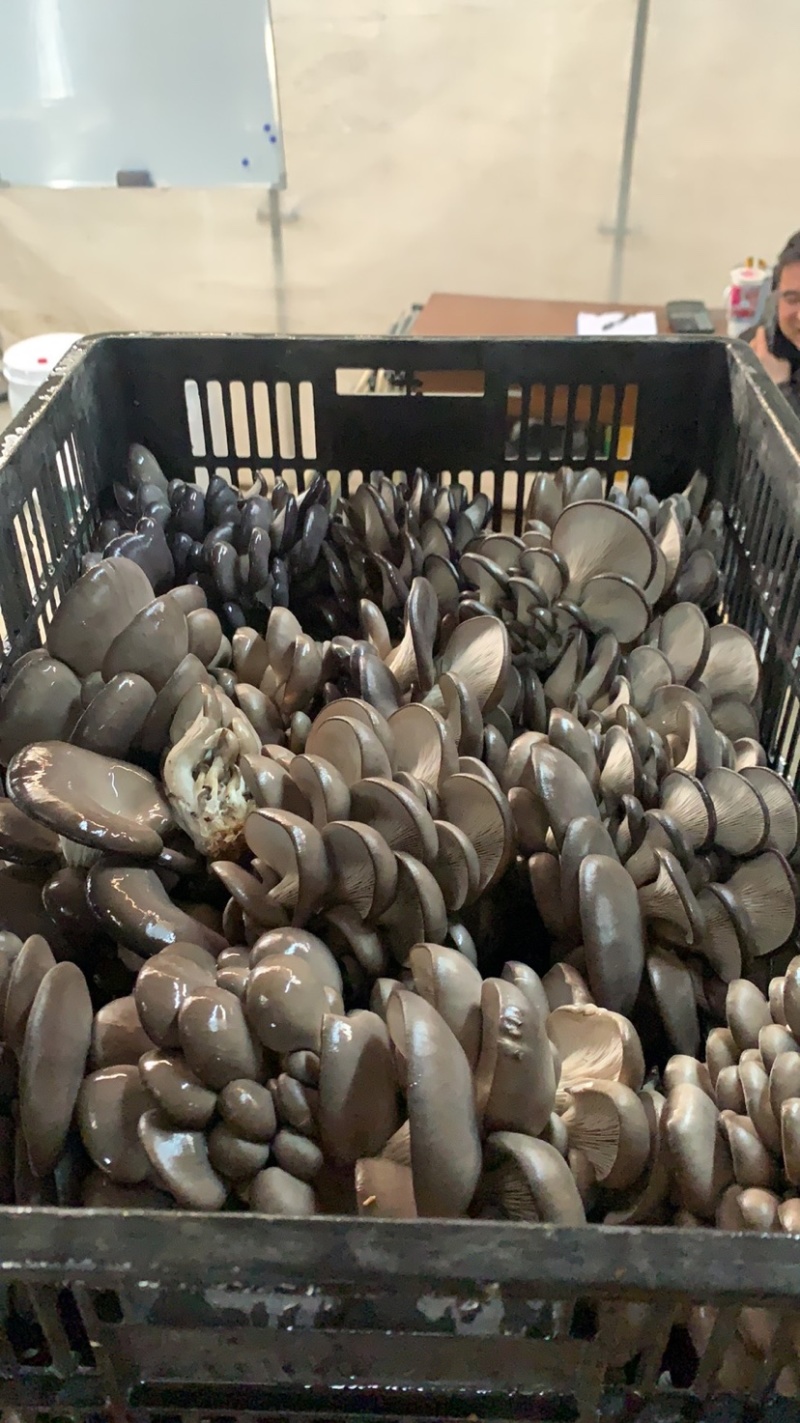 上海基地直发反季节平菇量大优惠