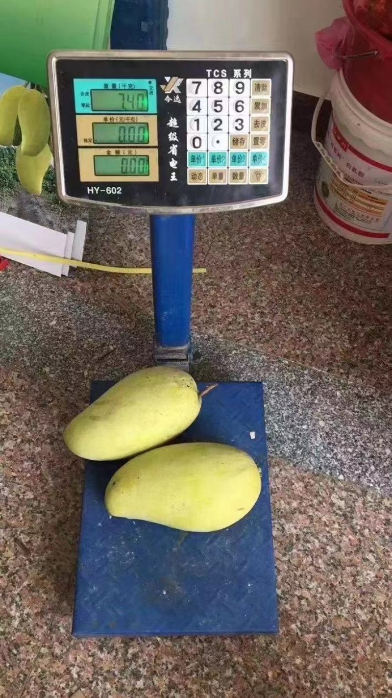 金煌芒