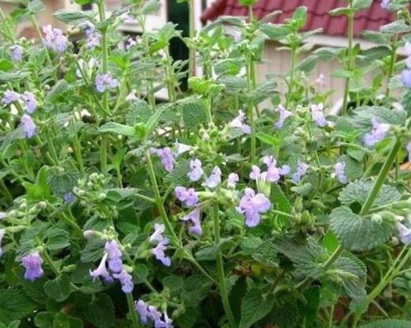 猫薄荷种子种籽春季夏季秋季阳台盆栽驱蚊种子