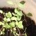 猫薄荷种子种籽春季夏季秋季阳台盆栽驱蚊种子