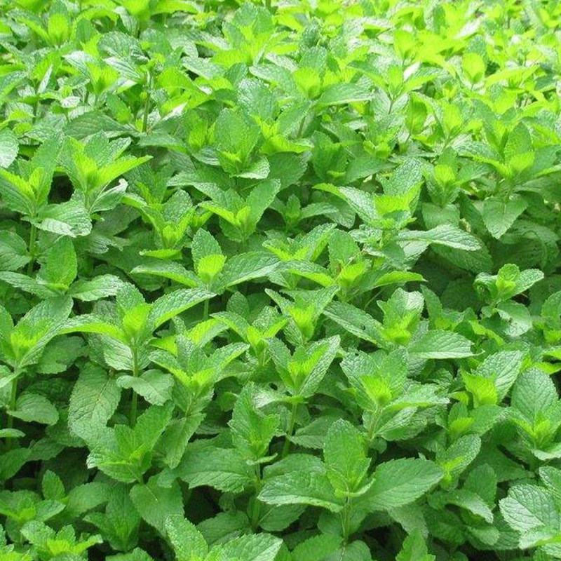 猫薄荷种子种籽春季夏季秋季阳台盆栽驱蚊种子
