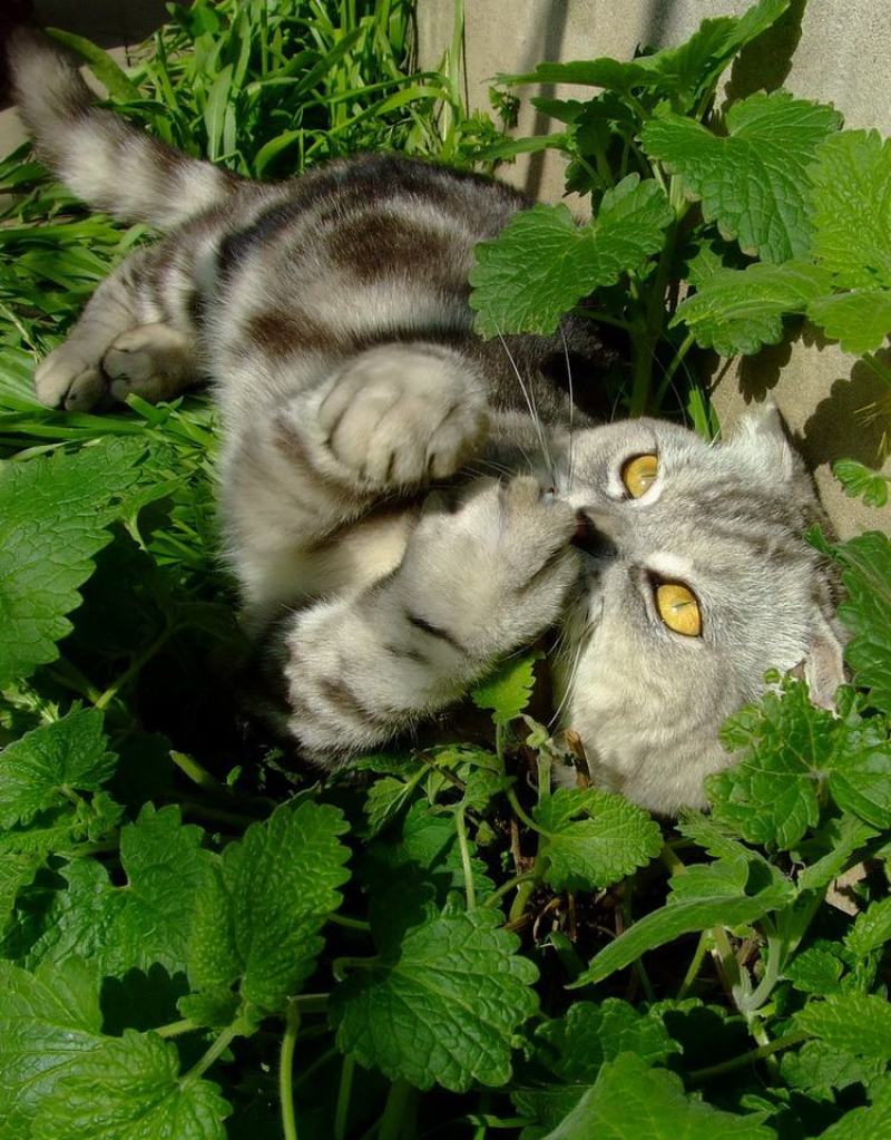 猫薄荷种子种籽春季夏季秋季阳台盆栽驱蚊种子