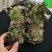 小扎金钱草干度好金钱草金钱草金钱草