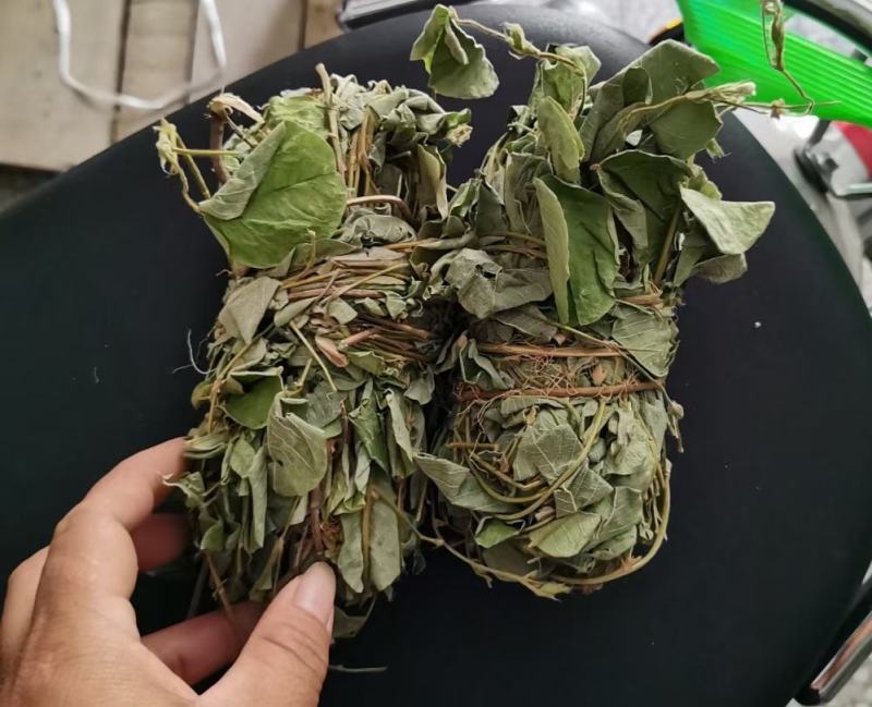 小扎金钱草干度好金钱草金钱草金钱草