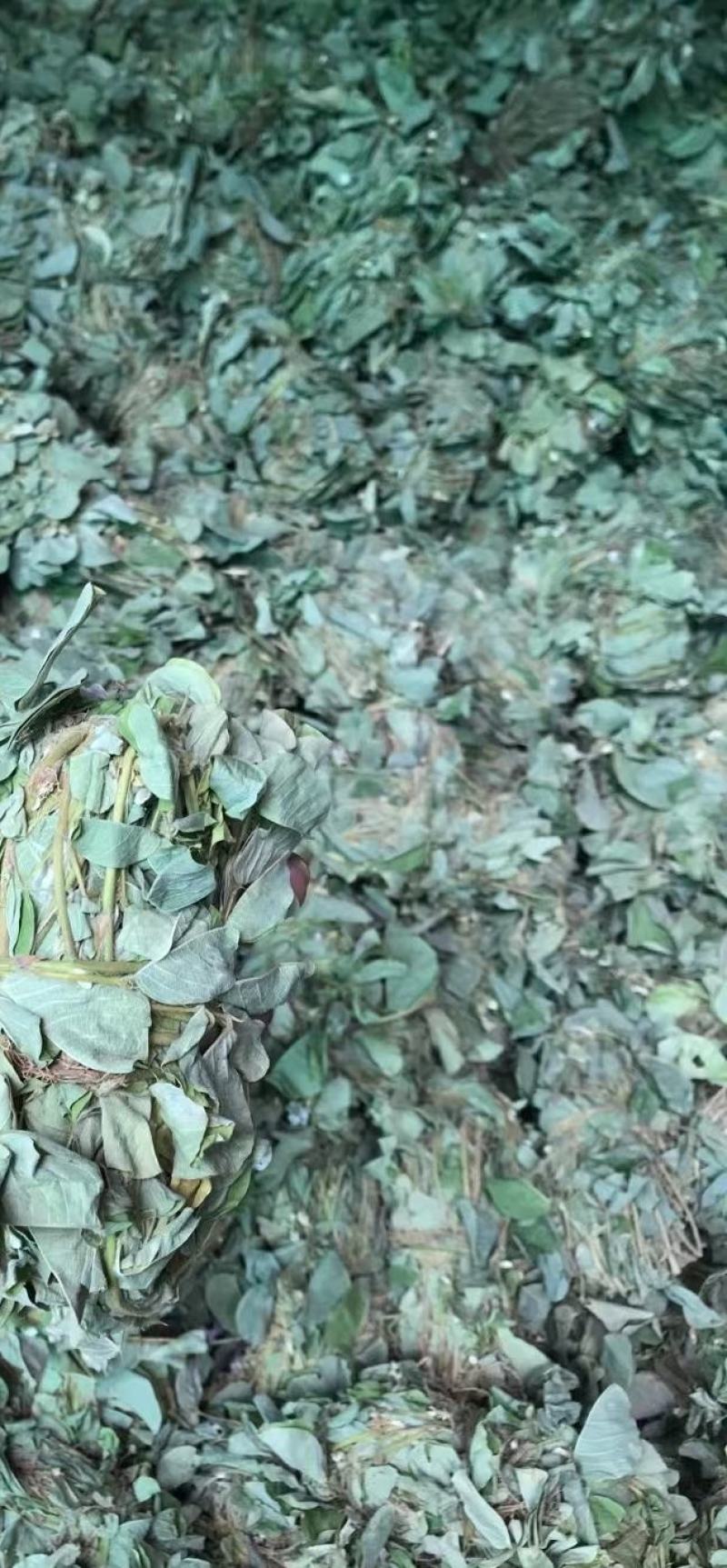 小扎金钱草干度好金钱草金钱草金钱草
