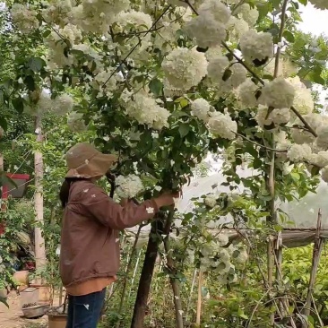 正宗中华木绣球斗球开豆绿色大白花庭院盆栽假一赔十