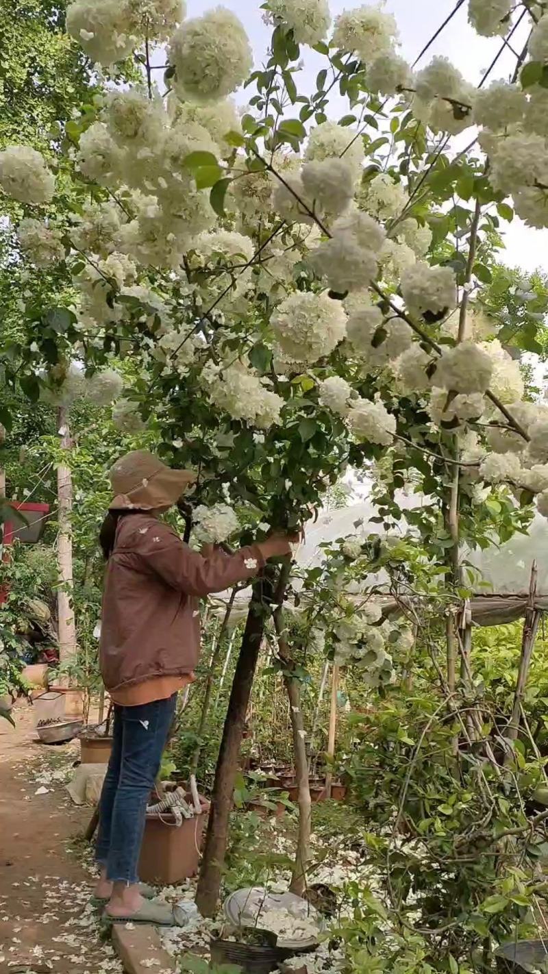 正宗中华木绣球斗球开豆绿色大白花庭院盆栽假一赔十