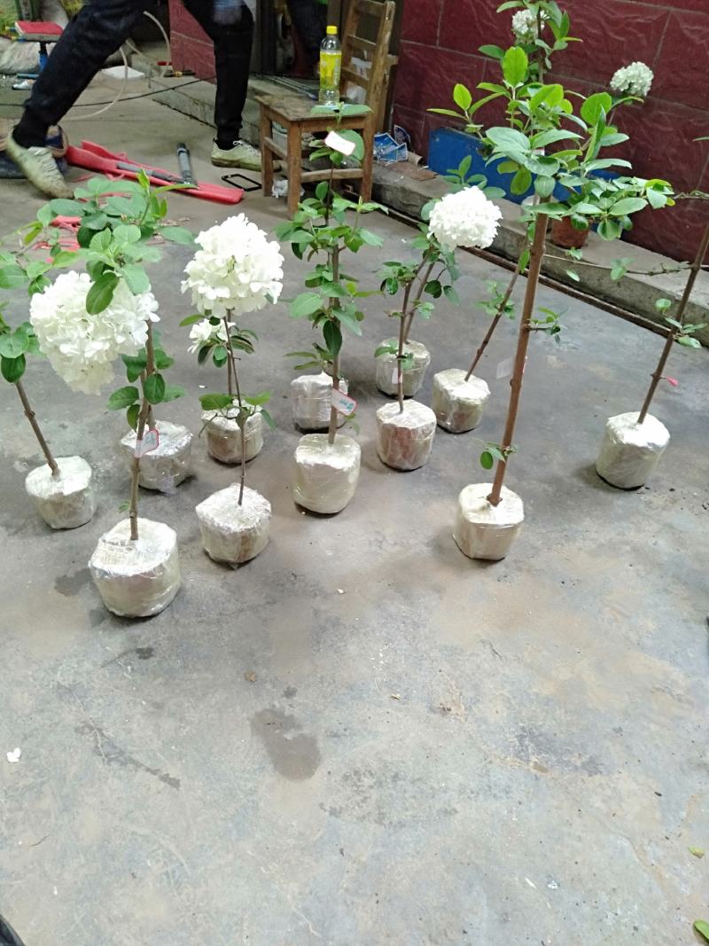 正宗中华木绣球斗球开豆绿色大白花庭院盆栽假一赔十