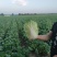 张家口蔚县白菜黄心菜