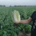 张家口蔚县白菜黄心菜