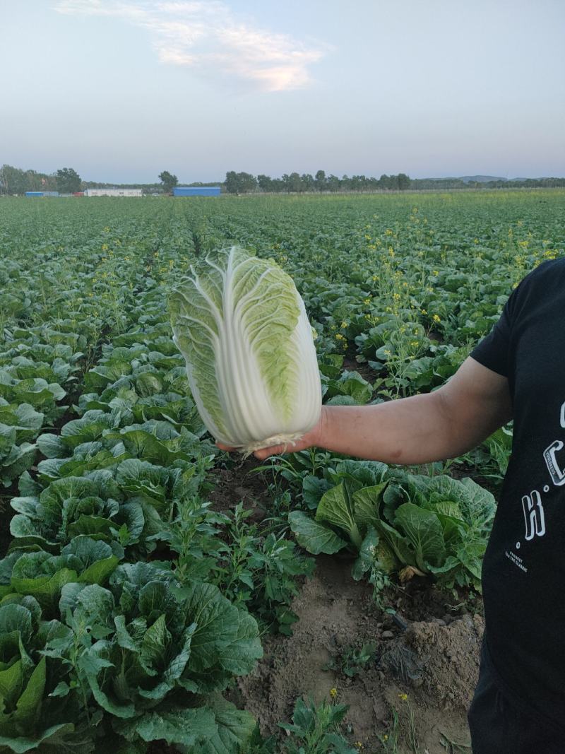 张家口蔚县白菜黄心菜