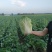 张家口蔚县白菜黄心菜