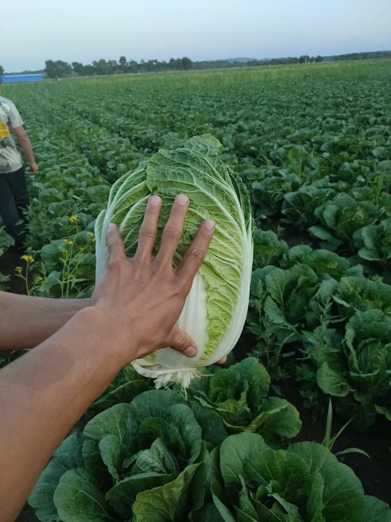 张家口蔚县白菜黄心菜