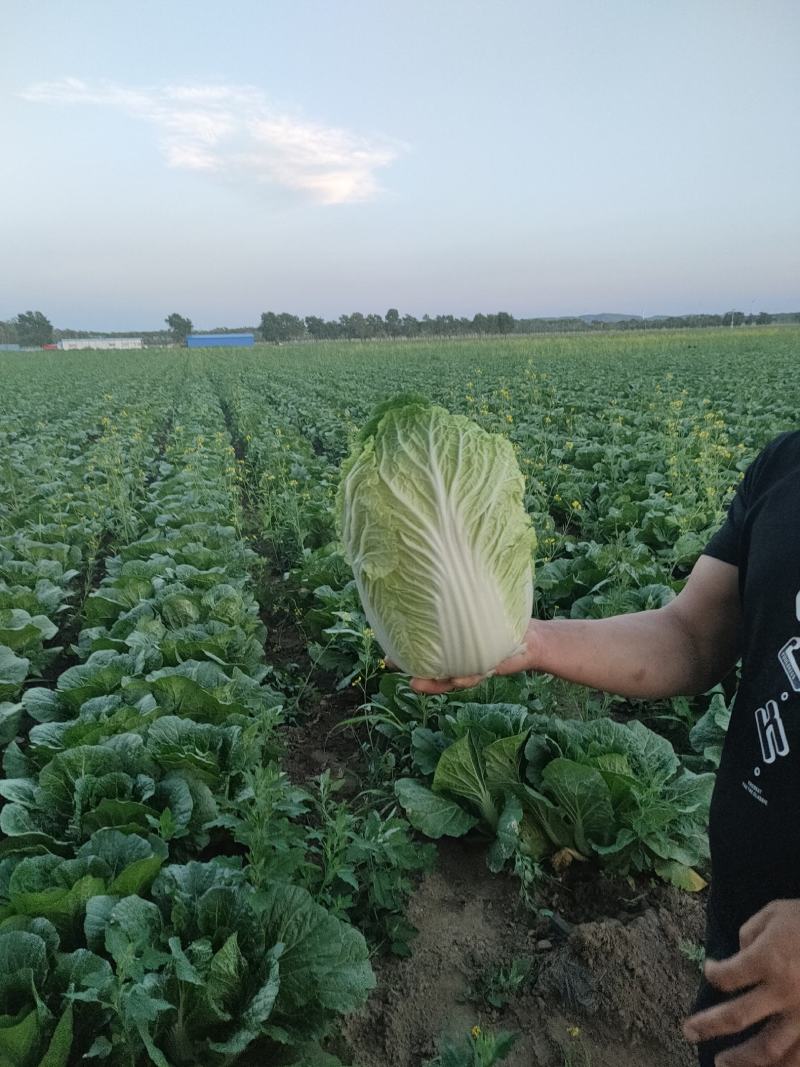 河北白菜，玲珑黄白菜一手货源视频看货品质保证以质论价产地