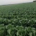 河北白菜，玲珑黄白菜一手货源视频看货品质保证以质论价产地